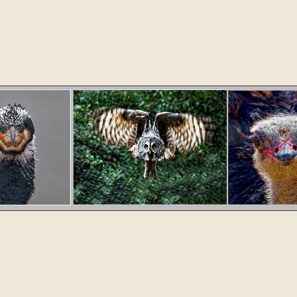 Print - Steve Pickering Looking At Me - Third