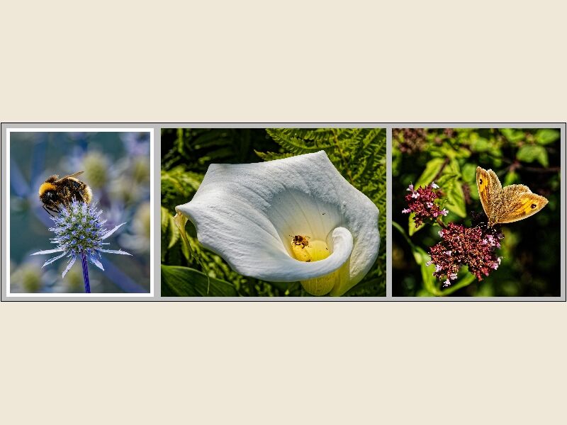 Print - Steve Pickering Bee's And Butterfly Highly Commended