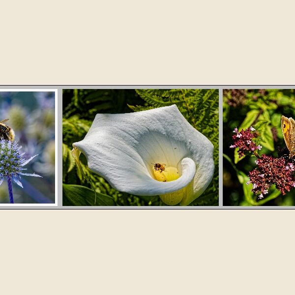 Print - Steve Pickering Bee's And Butterfly Highly Commended