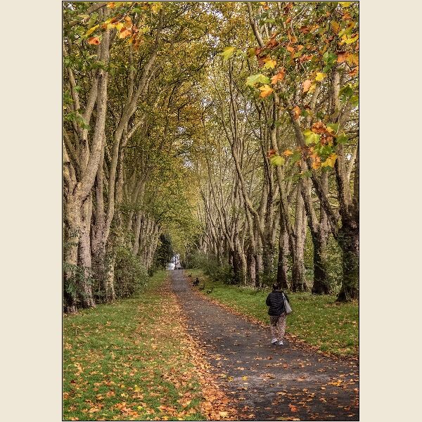 Print Bruce Gibbs The Avenue, St. George Park Commended