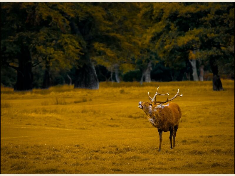 Print: Wild Red Stag, Isle of Arran by Geoff Mallin -  Third