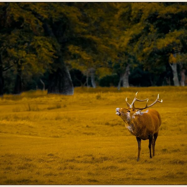 Print: Wild Red Stag, Isle of Arran by Geoff Mallin -  Third
