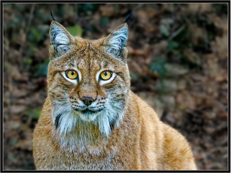 Print: LYNX by Steve Pickering - Highly Commended