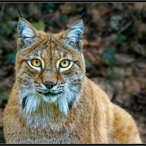 Print: LYNX by Steve Pickering - Highly Commended