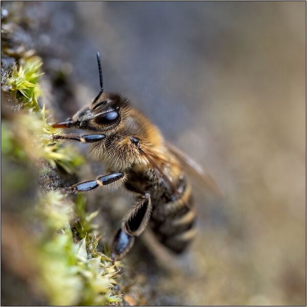 Print: Fuzzy by Linda Parker - Commended