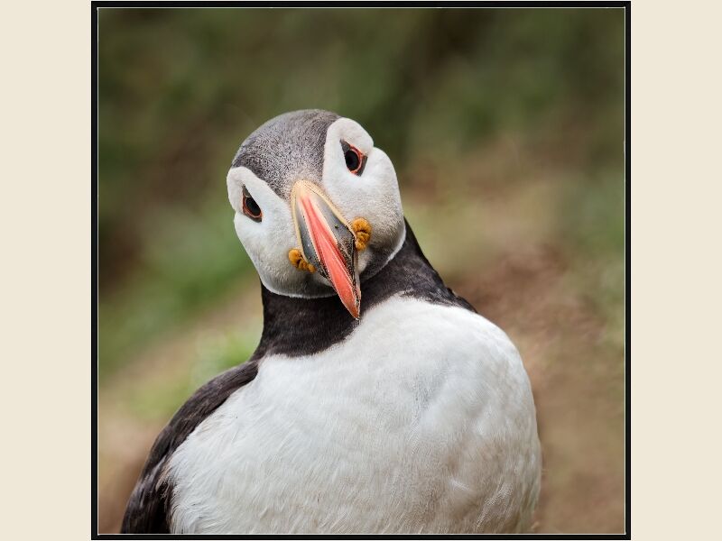 Print: PUFFIN by Steve Pickering - Highly Commended