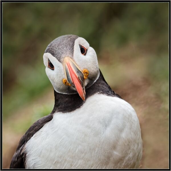Print: PUFFIN by Steve Pickering - Highly Commended