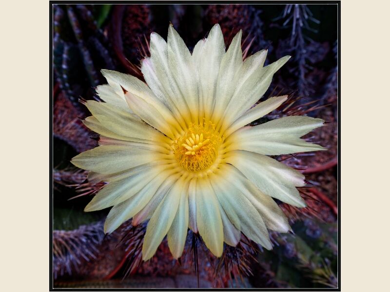 Print: SILVER ASTROPHYTUM CACTUS by Steve Pickering-Third