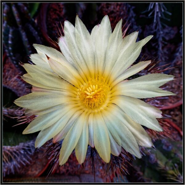 Print: SILVER ASTROPHYTUM CACTUS by Steve Pickering-Third