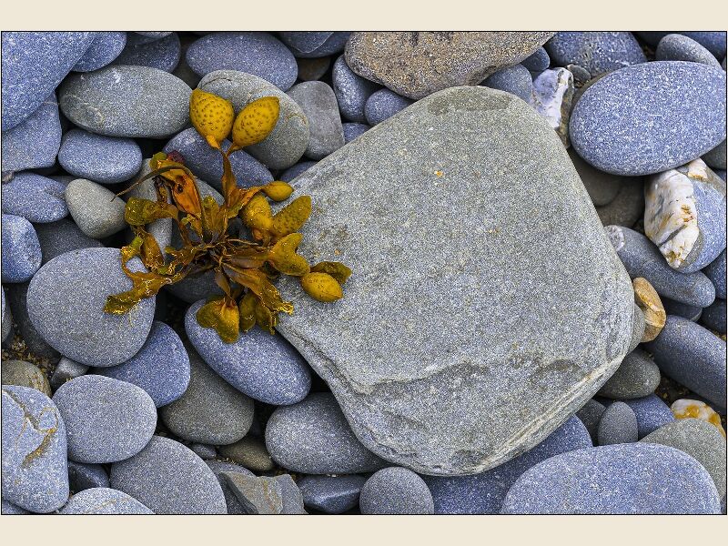 Print: Seaweed on pebbles by Geoff Mallin-Highly Commended