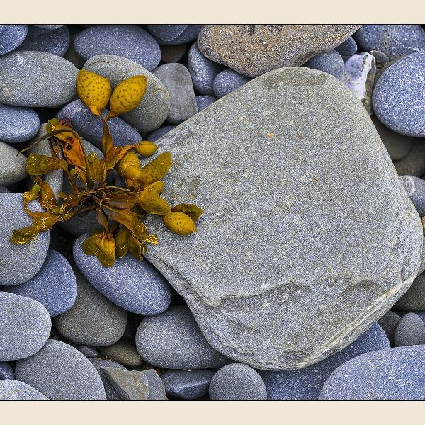 Print: Seaweed on pebbles by Geoff Mallin-Highly Commended