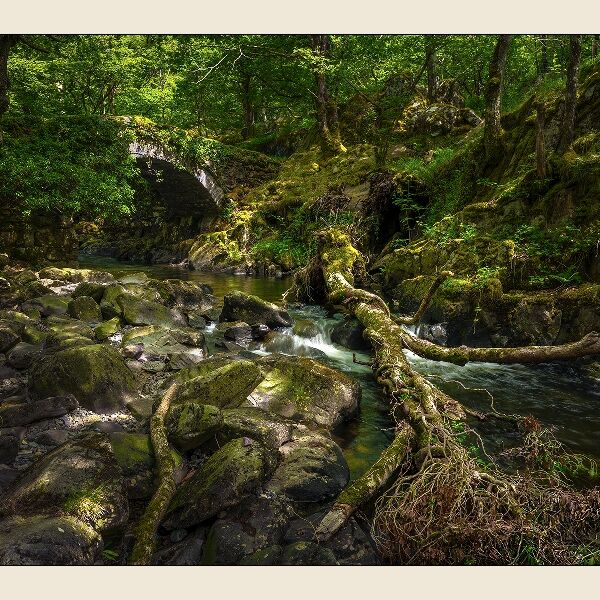 Print: Woodland Stream, North Wales by Geoff Mallin - Commended