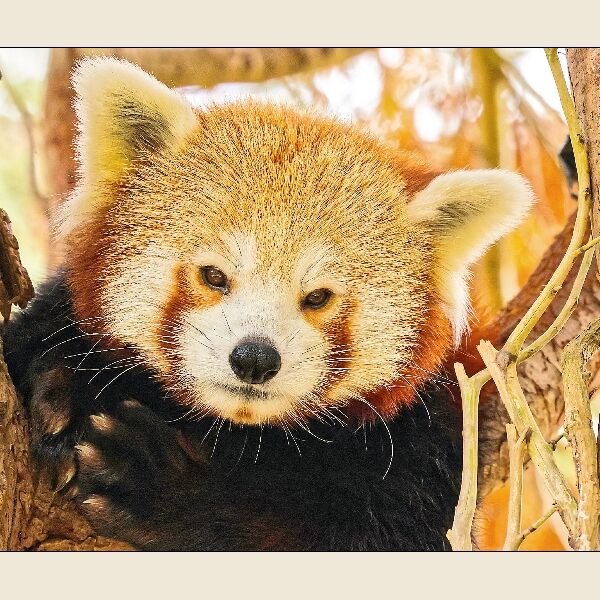 Red Panda