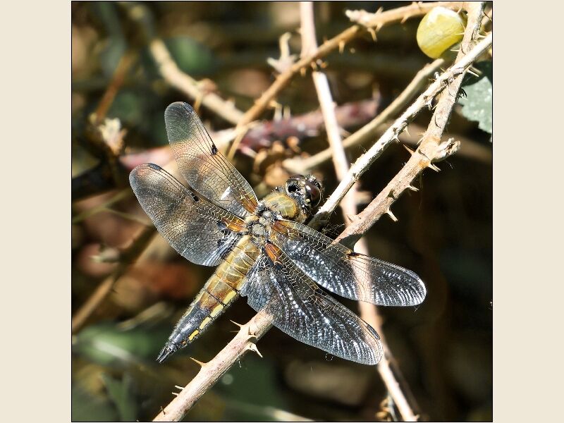 DPI: Russell Lawrence - Young Dragonfly