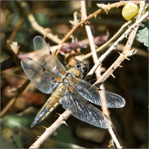 DPI: Russell Lawrence - Young Dragonfly