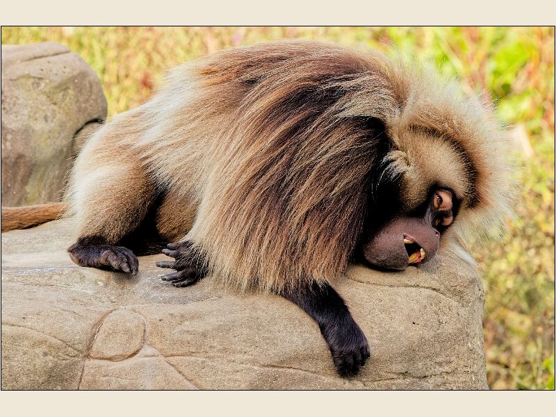 Sleepy Gelada