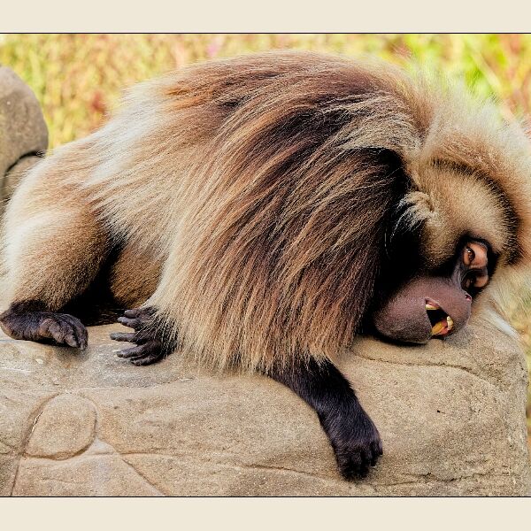 Sleepy Gelada