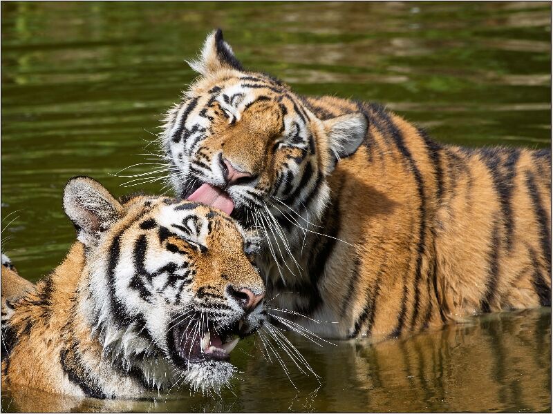 Tom Sharp - Tigers Playing