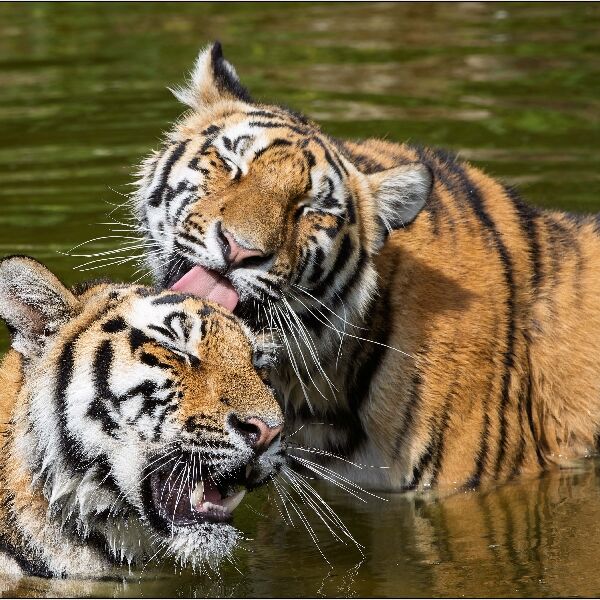 Tom Sharp - Tigers Playing