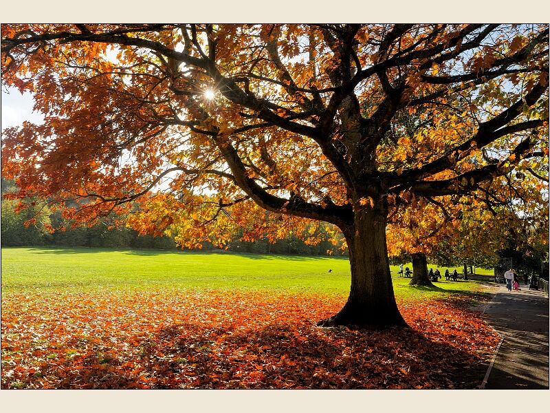 Towards The Sun On An Autumn Day