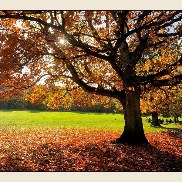 Towards The Sun On An Autumn Day