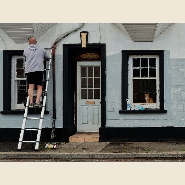 Tredegar-The Cat Looks Out