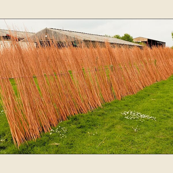Coates English Willow