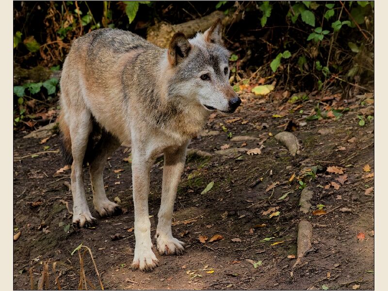 Wolf