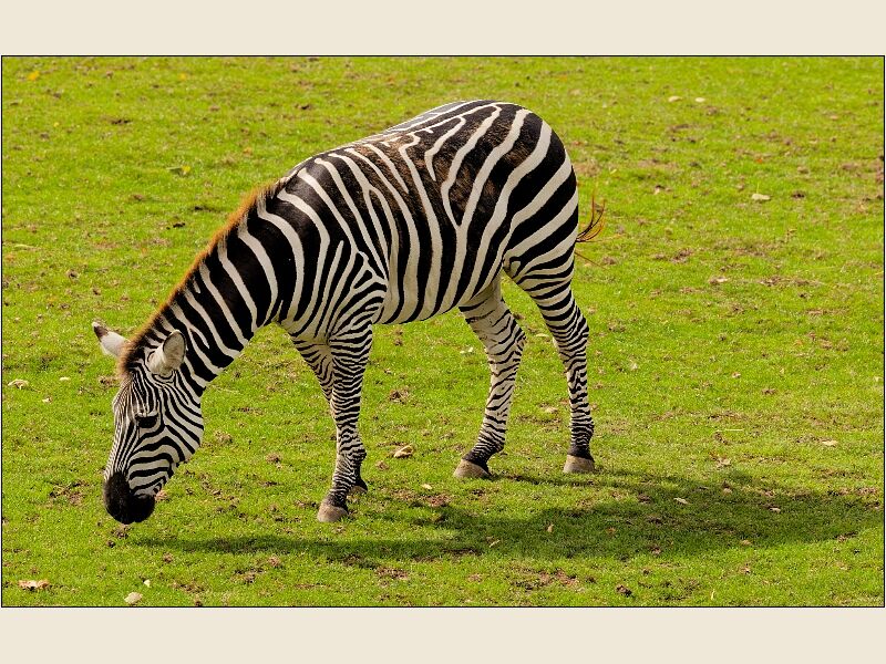 Zebra