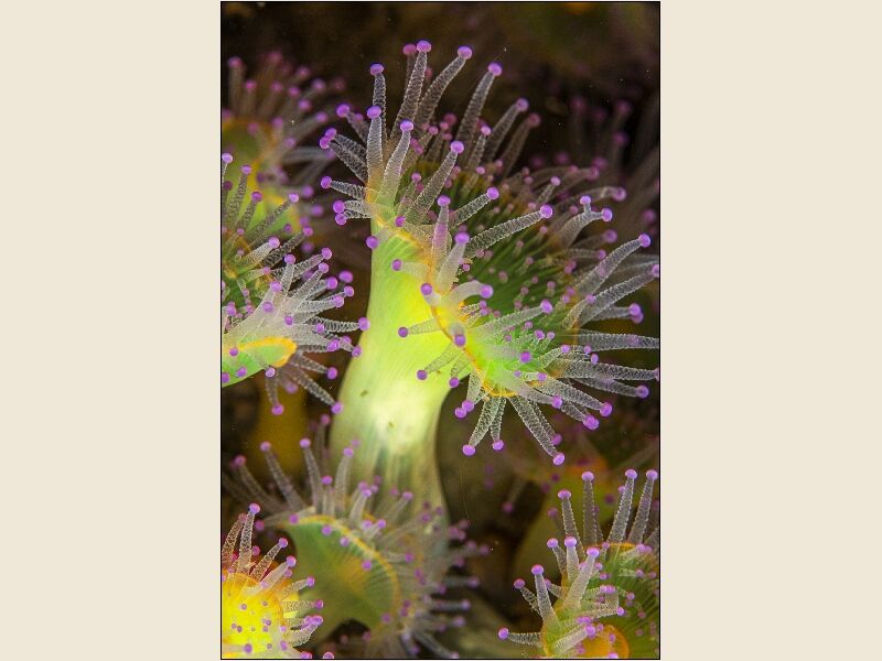 jewel anemone cornwall