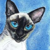 SIAMESE CAT