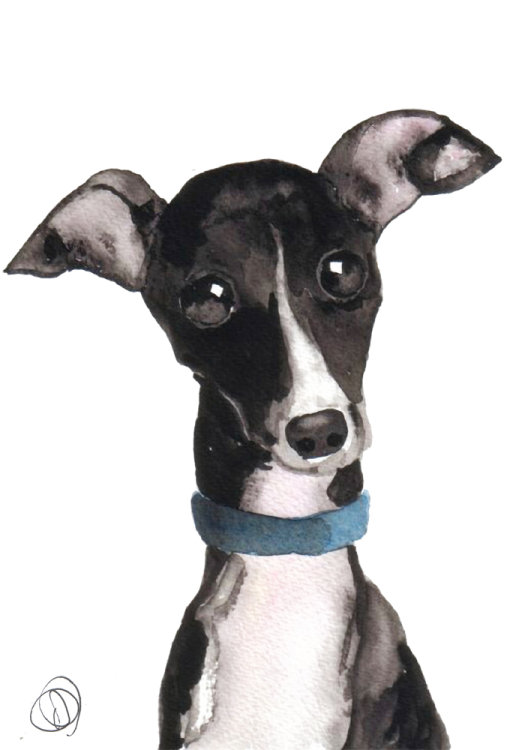 ITALIAN GREYHOUND ital101