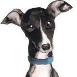 ITALIAN GREYHOUND ital101