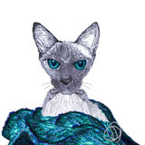 SNUGGLING SIAMESE CAT