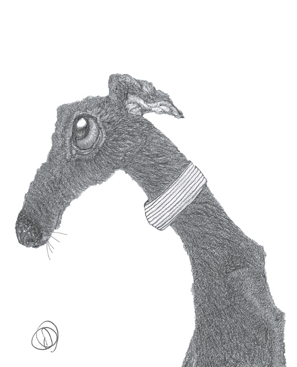 GREYHOUND