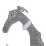 GREYHOUND