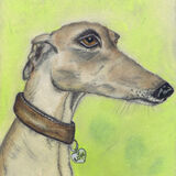 GREYHOUND LOVE