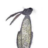 GREY HARE h3201