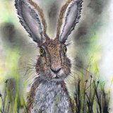 HARE IN GRASS h3206