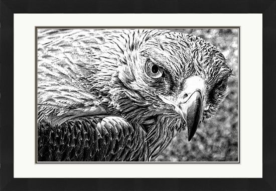 The Falcon - Was £176 Now £149 (ONLY 1 LEFT IN STOCK)