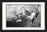 The Falcon - Was £176 Now £150 (ONLY 1 LEFT IN STOCK)