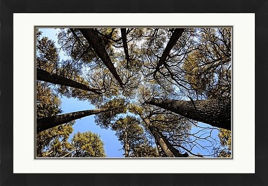 The Cedars, Lebanon - Was £176 Now £149 (ONLY 1 LEFT IN STOCK)