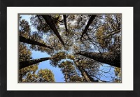 The Cedars, Lebanon - Was £176 Now £149 (ONLY 1 LEFT IN STOCK)