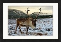 The Reindeer - Was £176 Now £150 (ONLY 1 LEFT IN STOCK)