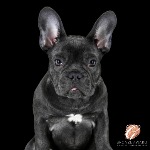 Bronze Award from The Guild of Photographers