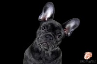 Bronze Award from The Guild of Photographers