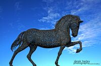 Day 38 - DSC 0393 copy