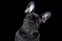 Pet Portraits - £95