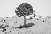 The Desert Tree