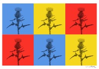 Warhol Style Scottish Thistle